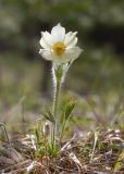 Pulsatilla patens