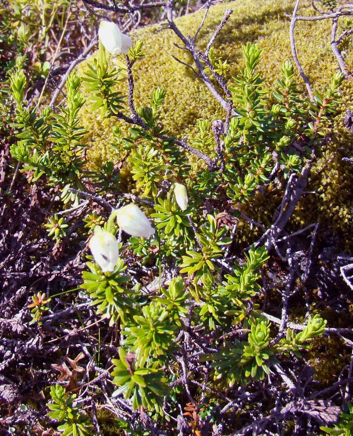 Image of Phyllodoce caerulea specimen.