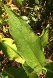 Lactuca chaixii