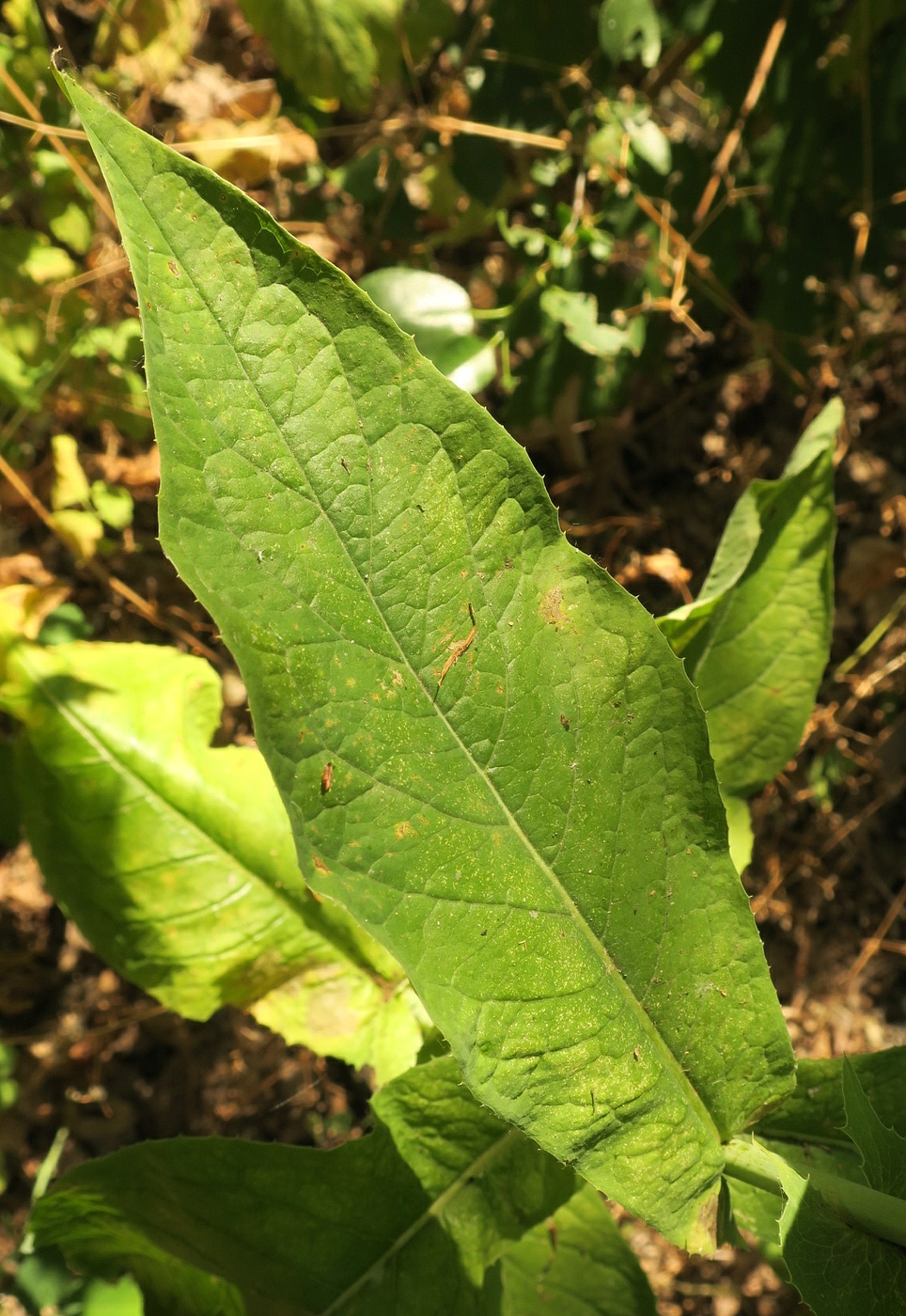 Изображение особи Lactuca chaixii.