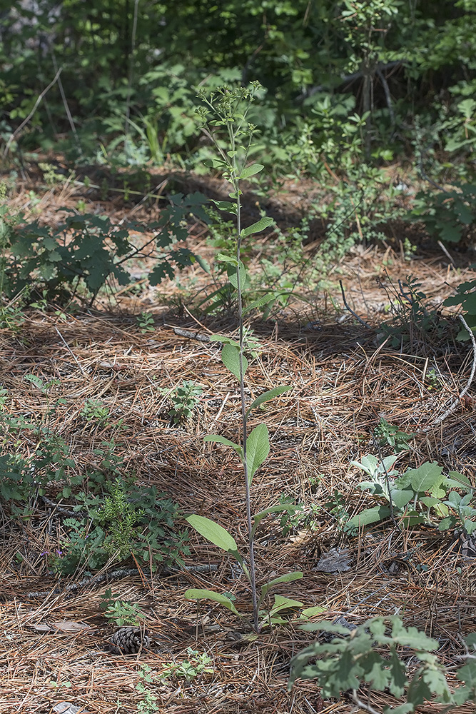 Image of Inula conyza specimen.