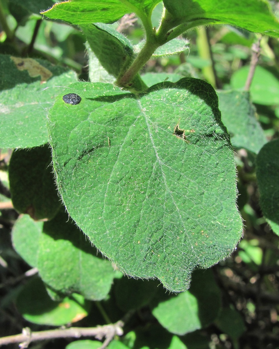 Image of Lonicera iberica specimen.