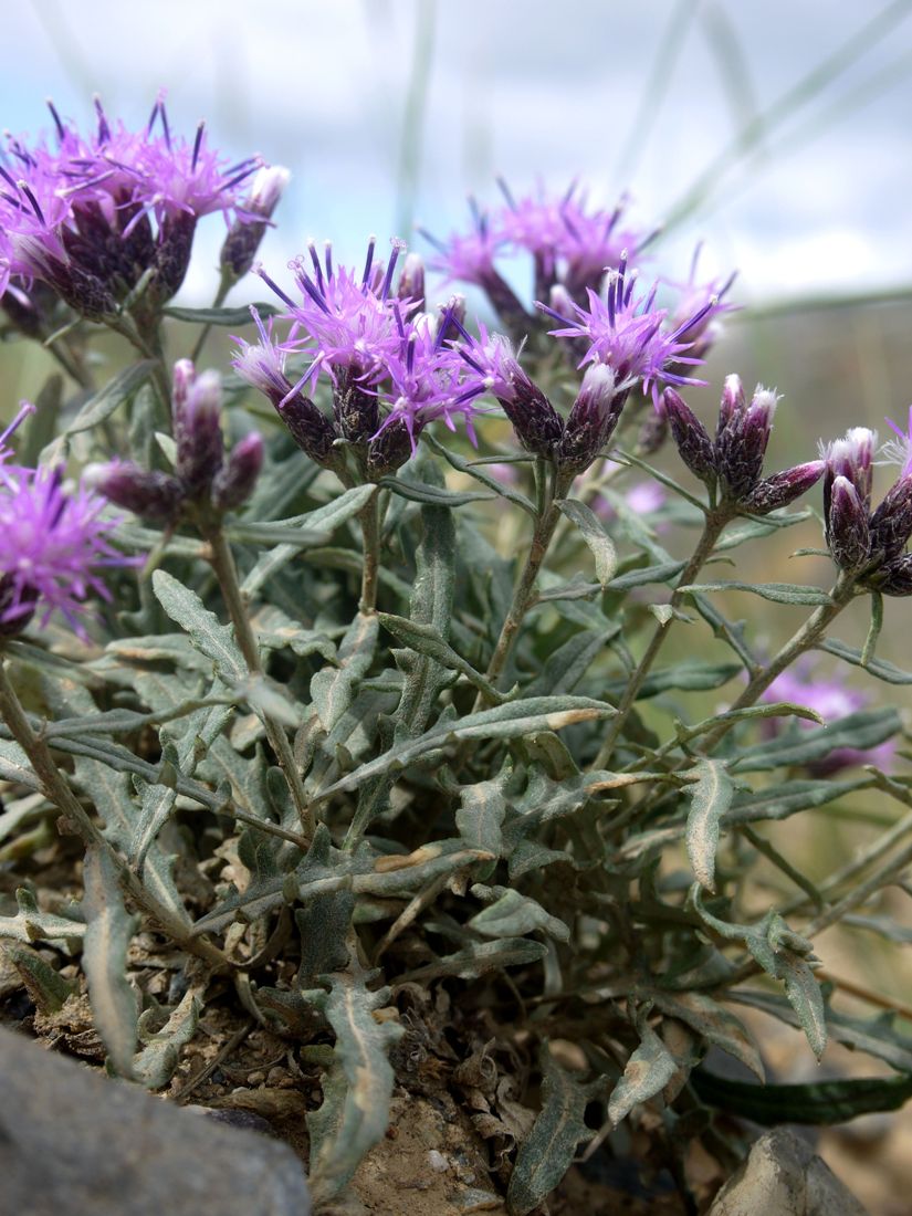 Image of Saussurea pricei specimen.