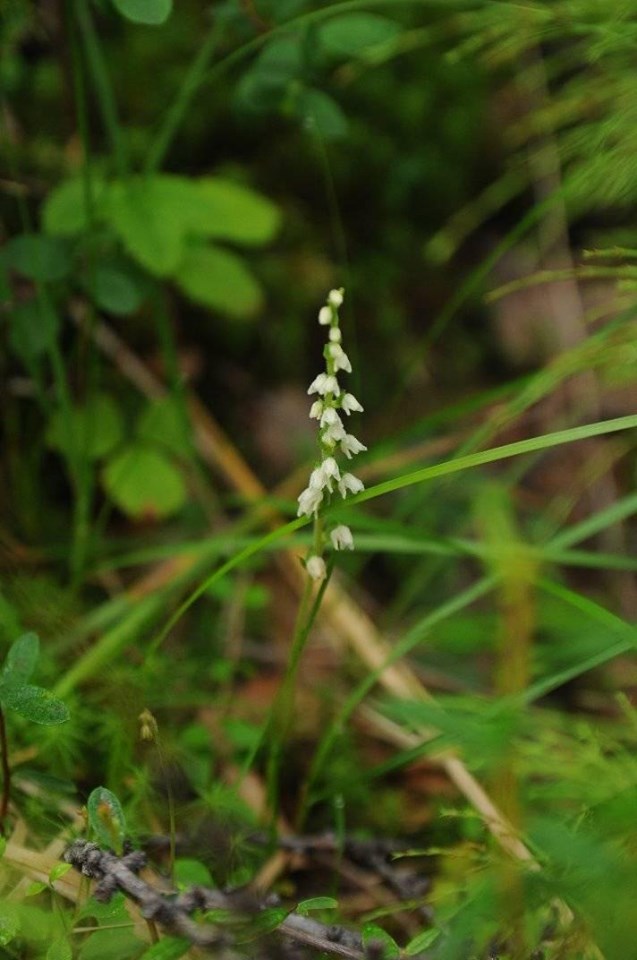 Изображение особи Goodyera repens.