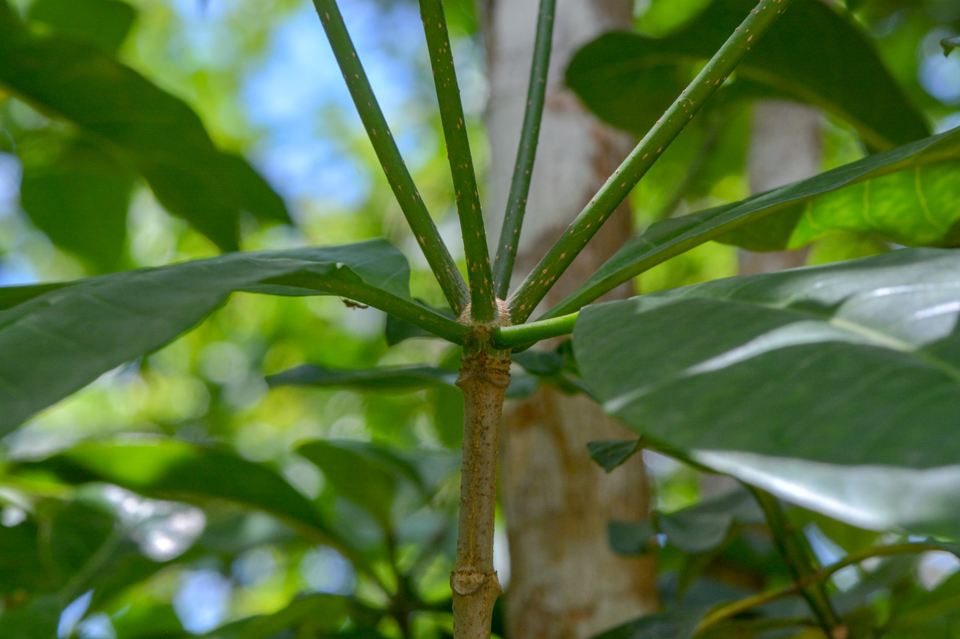 Image of Rauvolfia mombasiana specimen.