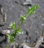 Galium humifusum