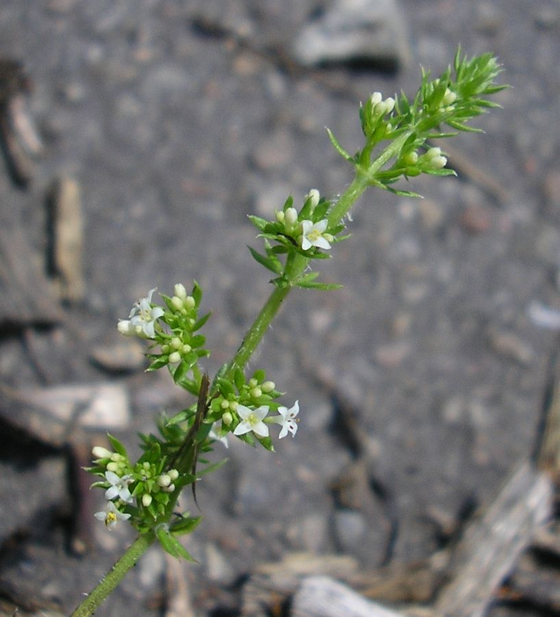 Изображение особи Galium humifusum.