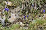 Gentianopsis ciliata. Аспект цветущих растений. Испания, Каталония, пров. Барселона, комарка Бергеда, муниципалитет Сальдес, подножие горы Педрафорка, смотровая площадка \"Гресолет\", 1557 м н.у.м., каменистый склон северной экспозиции. 22.09.2019.