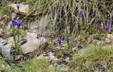 Gentianopsis ciliata. Аспект цветущих растений. Испания, автономное сообщество Каталония, провинция Барселона, комарка Бергеда, муниципалитет Сальдес, подножие горы Педрафорка, смотровая площадка \"Гресолет\", 1557 м н.у.м., каменистый склон северной экспозиции. 22.09.2019.