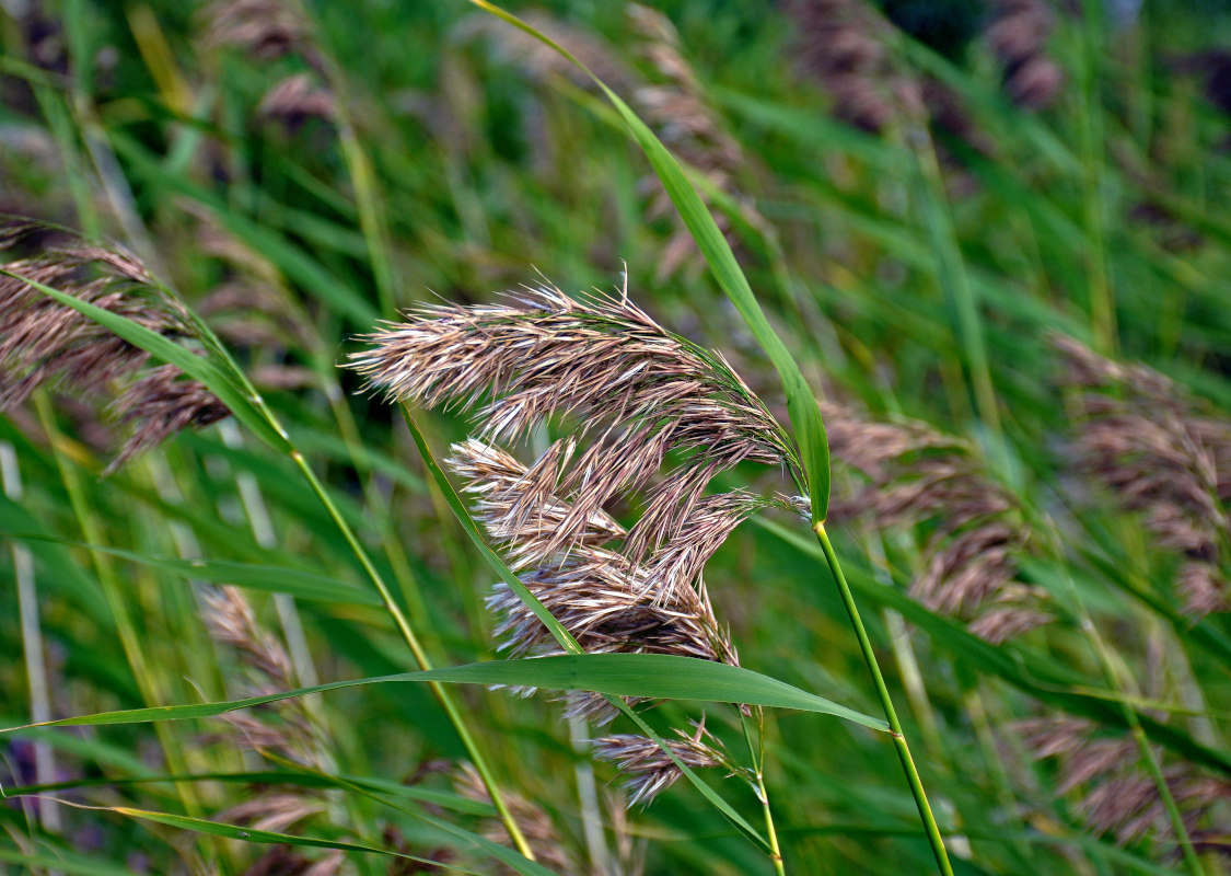 Image of Phragmites australis specimen.