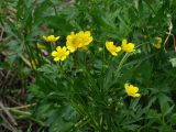 Ranunculus repens. Верхушка цветущего растения. Иркутская обл., Иркутский р-н, окр. дер. Вересовка, край залежи. 08.06.2019.
