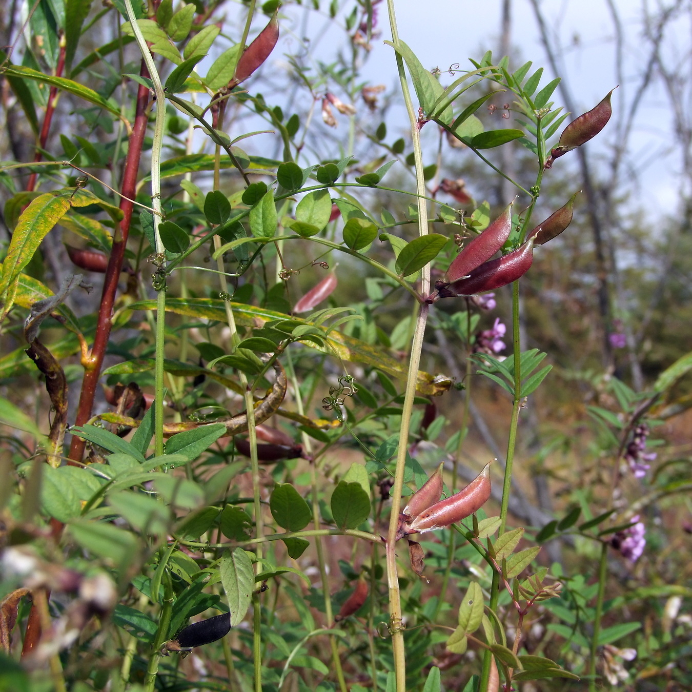 Image of Vicia sepium specimen.