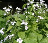 Lunaria rediviva