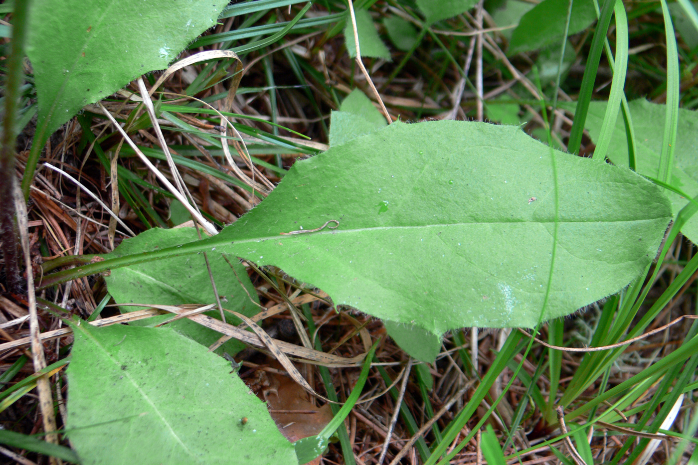 Изображение особи Hieracium pseudolepistoides.