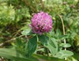 Trifolium pratense. Лист с соцветием. Сахалинская обл., Невельский р-н, обочина автодороги. 14.08.2019.