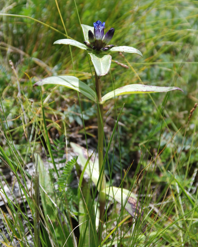 Image of Gentiana macrophylla specimen.