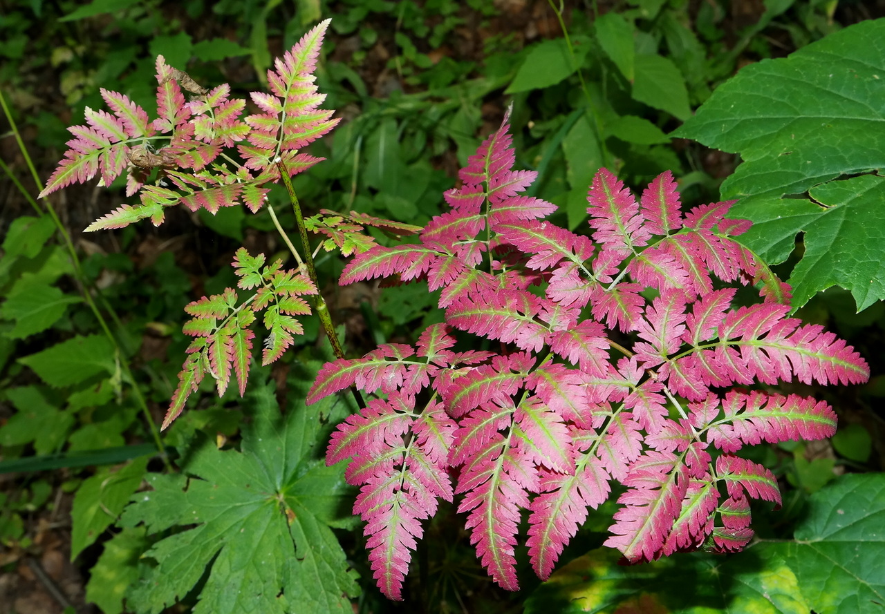 Изображение особи Chaerophyllum aureum.