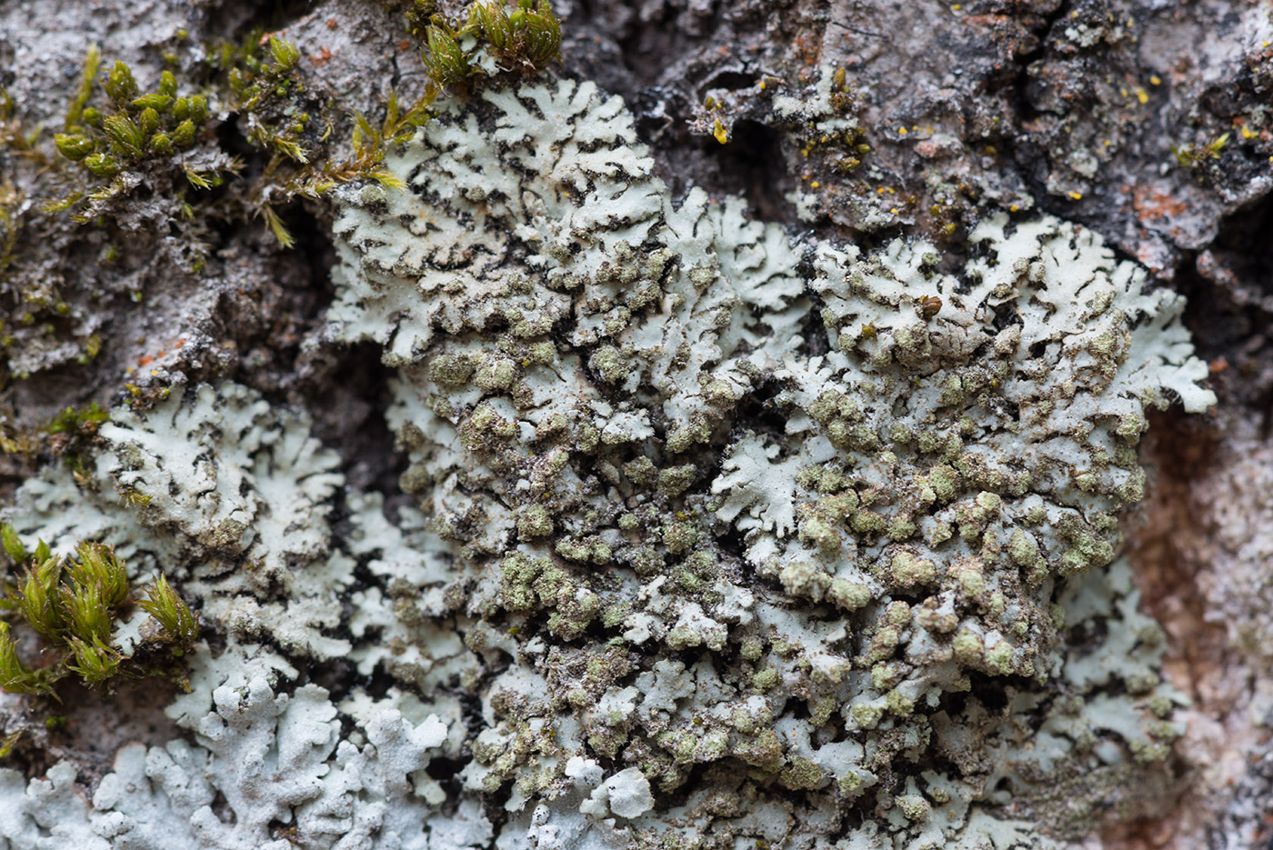 Изображение особи Phaeophyscia orbicularis.