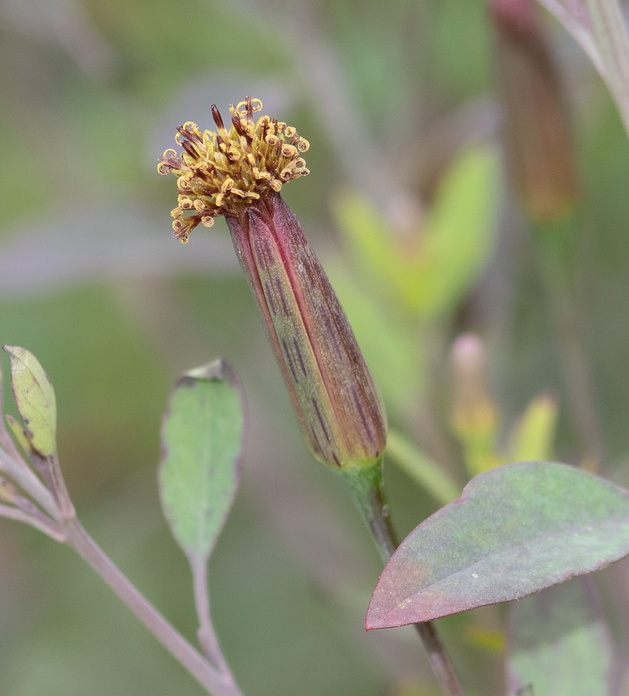 Image of Porophyllum ruderale specimen.