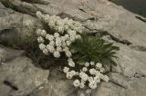 Iberis saxatilis. Цветущее растение. Крым, Бахчисарайский р-н, склон горы Сююрю-Кая. Начало мая 2010 г.