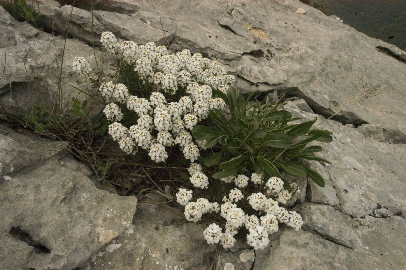 Image of Iberis saxatilis specimen.