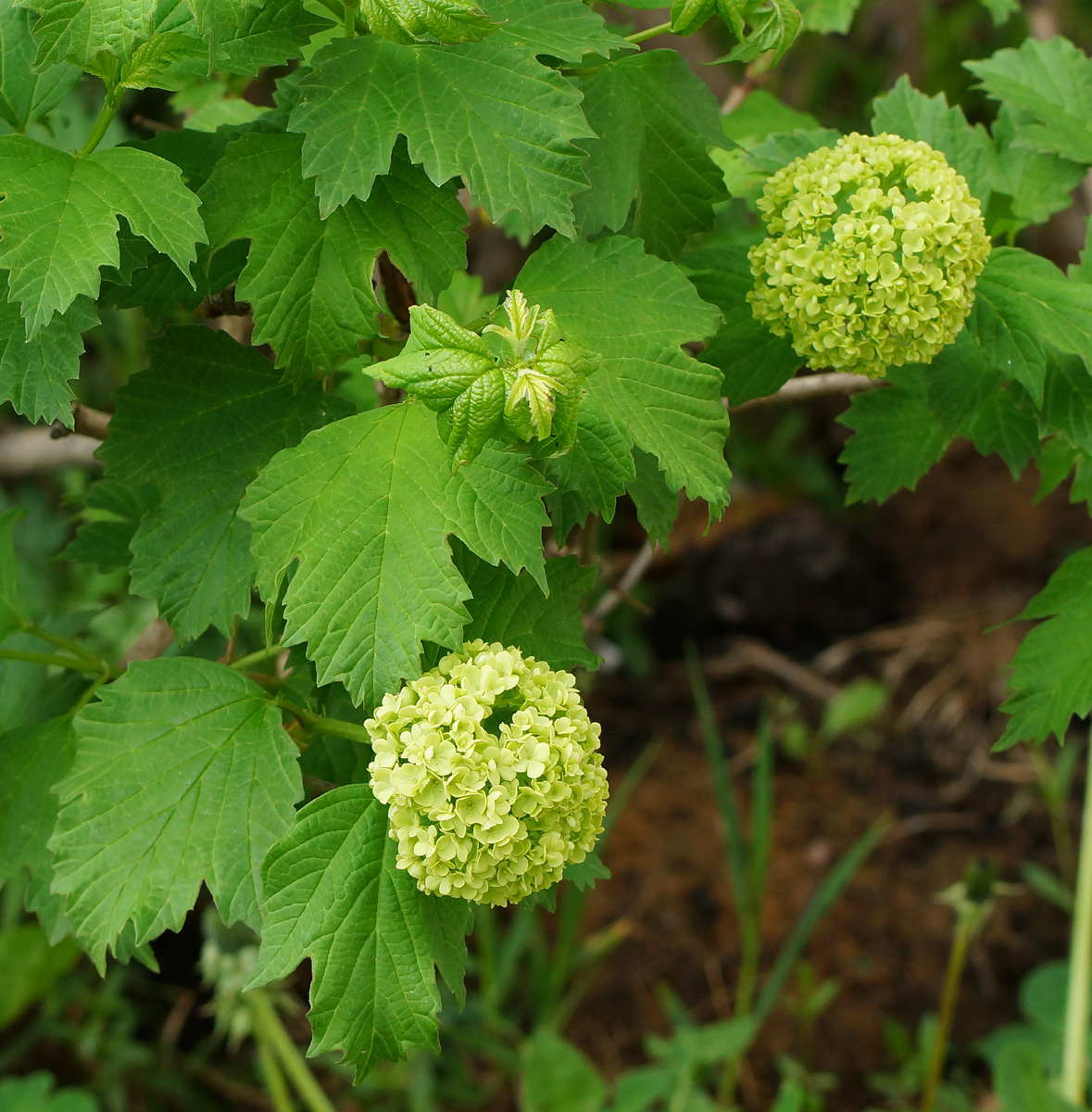 Image of Viburnum opulus f. roseum specimen.