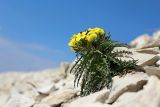 Erysimum callicarpum. Растение в начале цветения. Краснодарский край, м/о г. Новороссийск, гора Лысая, заброшенный мергелевый карьер, щебнистая россыпь. 21.03.2020.