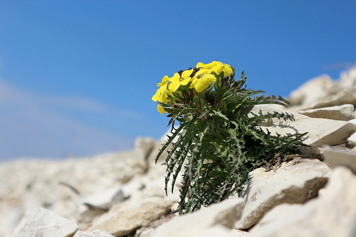 Image of Erysimum callicarpum specimen.