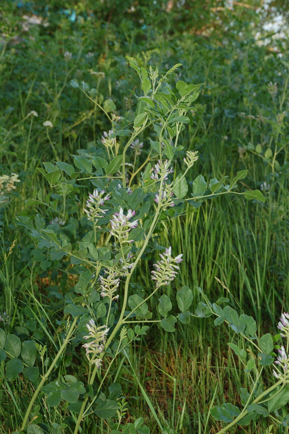 Изображение особи Glycyrrhiza korshinskyi.