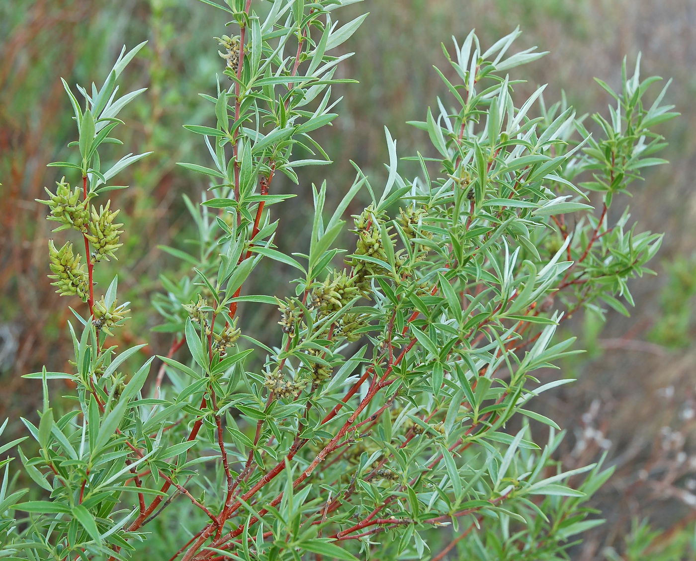 Image of Salix vinogradovii specimen.