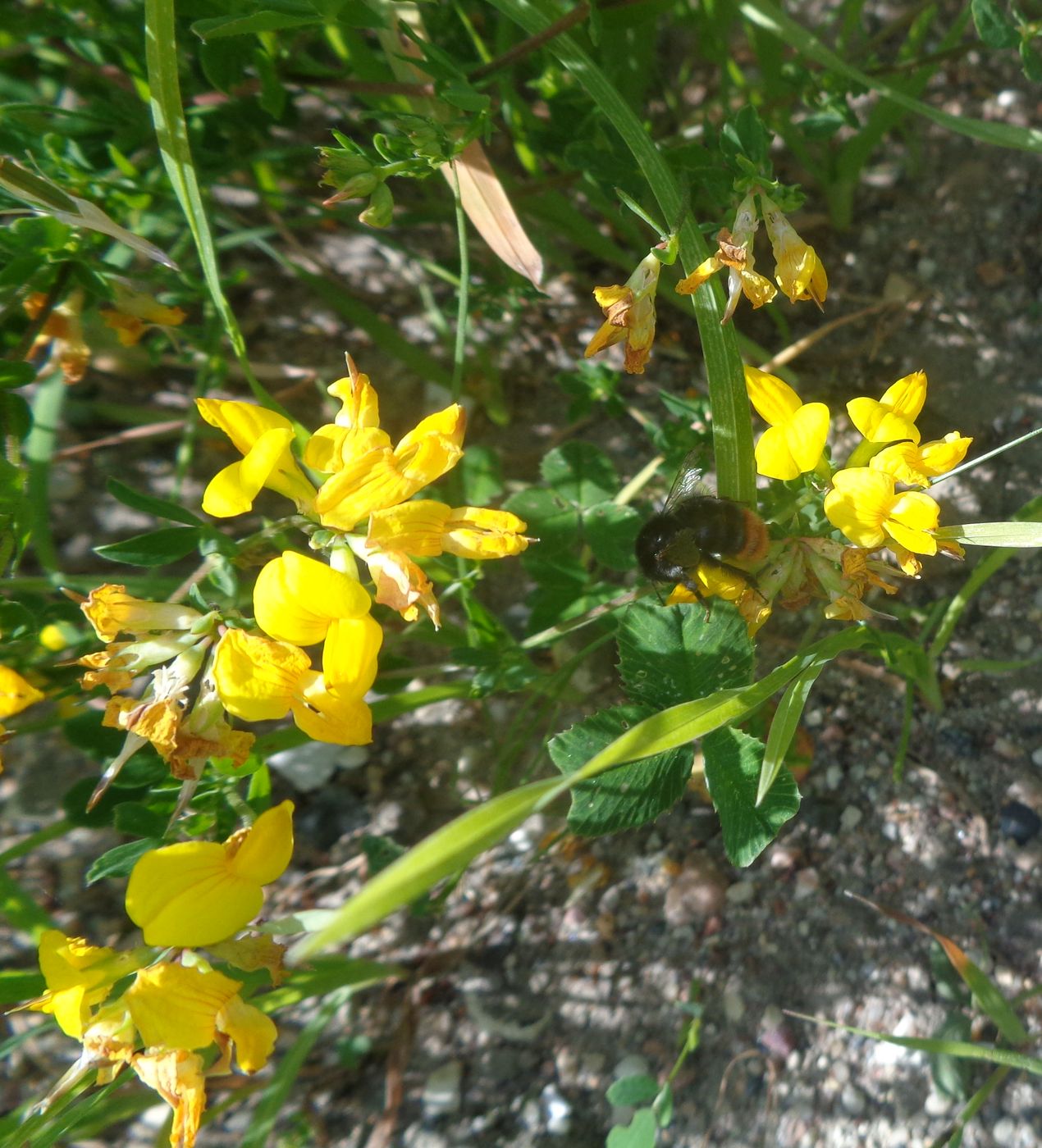 Image of Lotus corniculatus specimen.