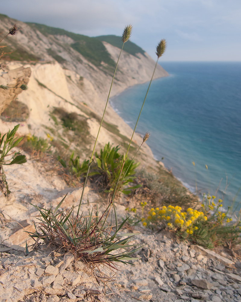 Image of Agropyron pinifolium specimen.