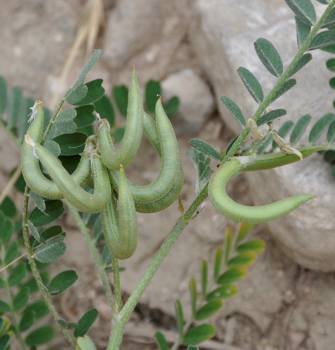 Image of Astragalus hamosus specimen.
