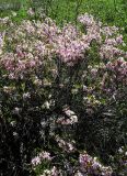 Amygdalus nana