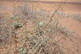 Acanthosicyos horridus