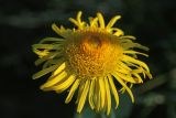 Inula britannica