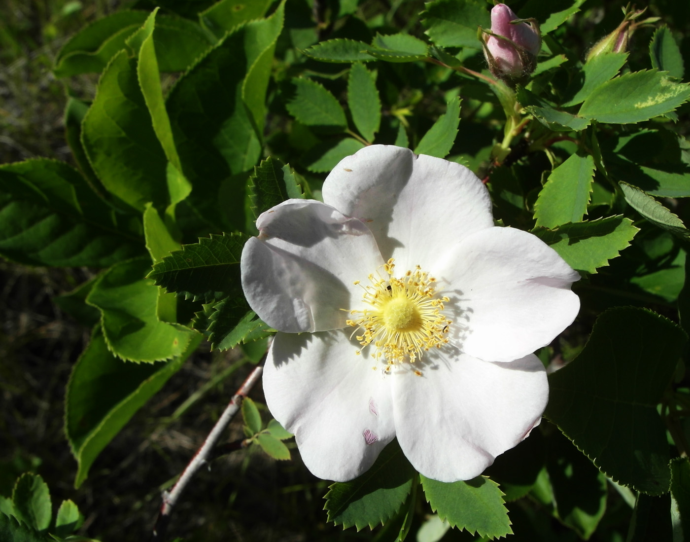 Image of genus Rosa specimen.