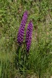 Dactylorhiza umbrosa