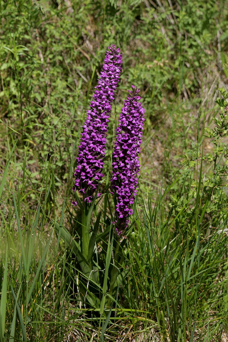 Изображение особи Dactylorhiza umbrosa.