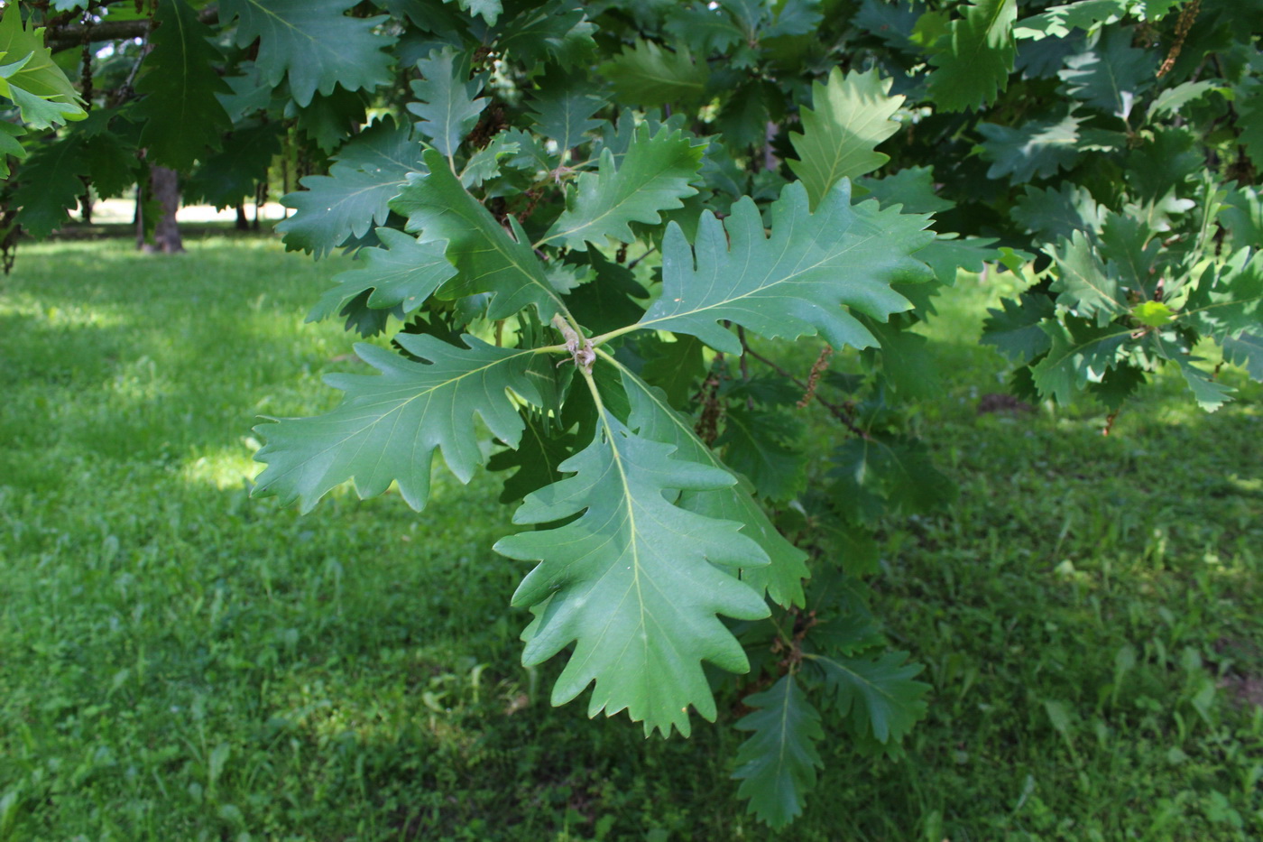 Image of genus Quercus specimen.