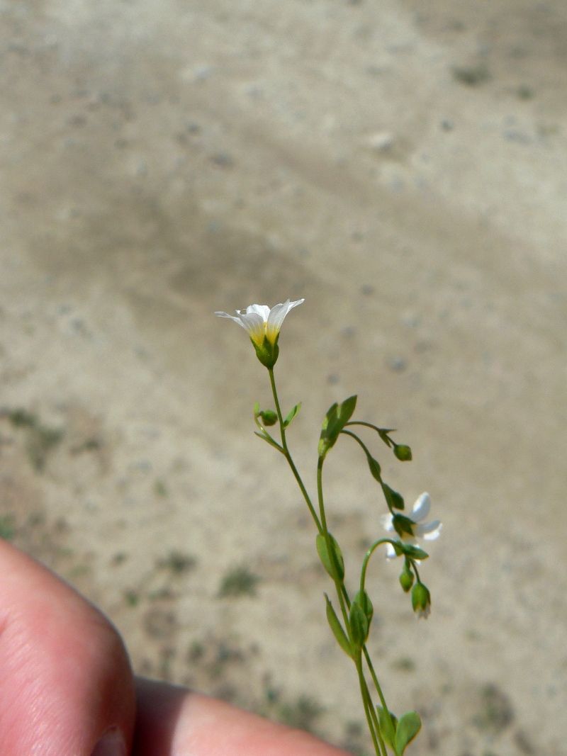 Изображение особи Linum catharticum.