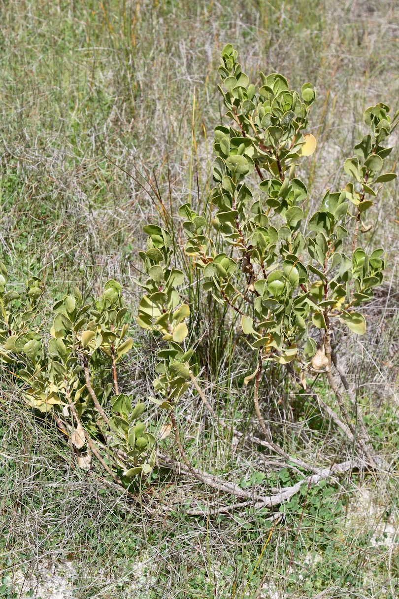 Image of Scaevola crassifolia specimen.