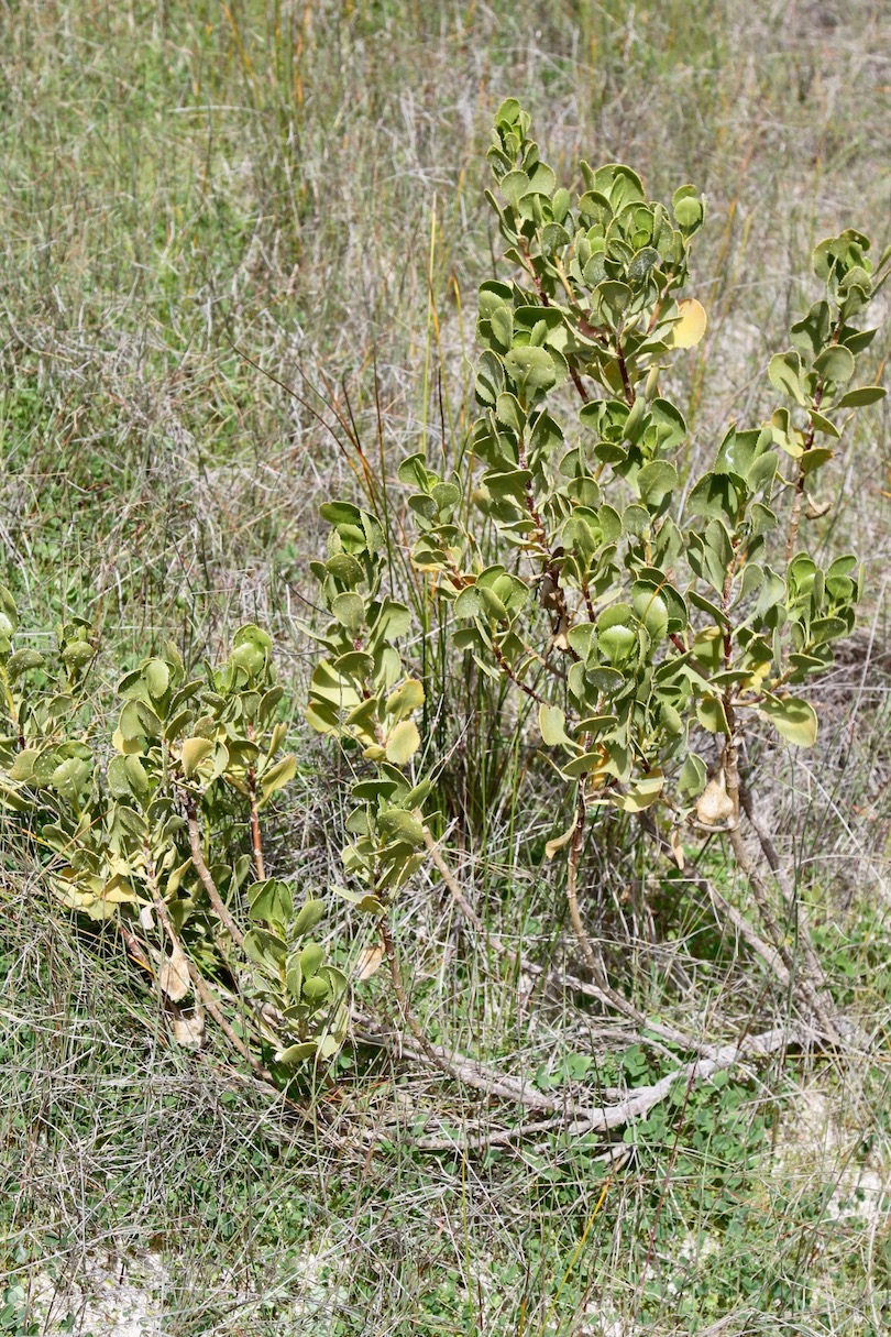 Изображение особи Scaevola crassifolia.