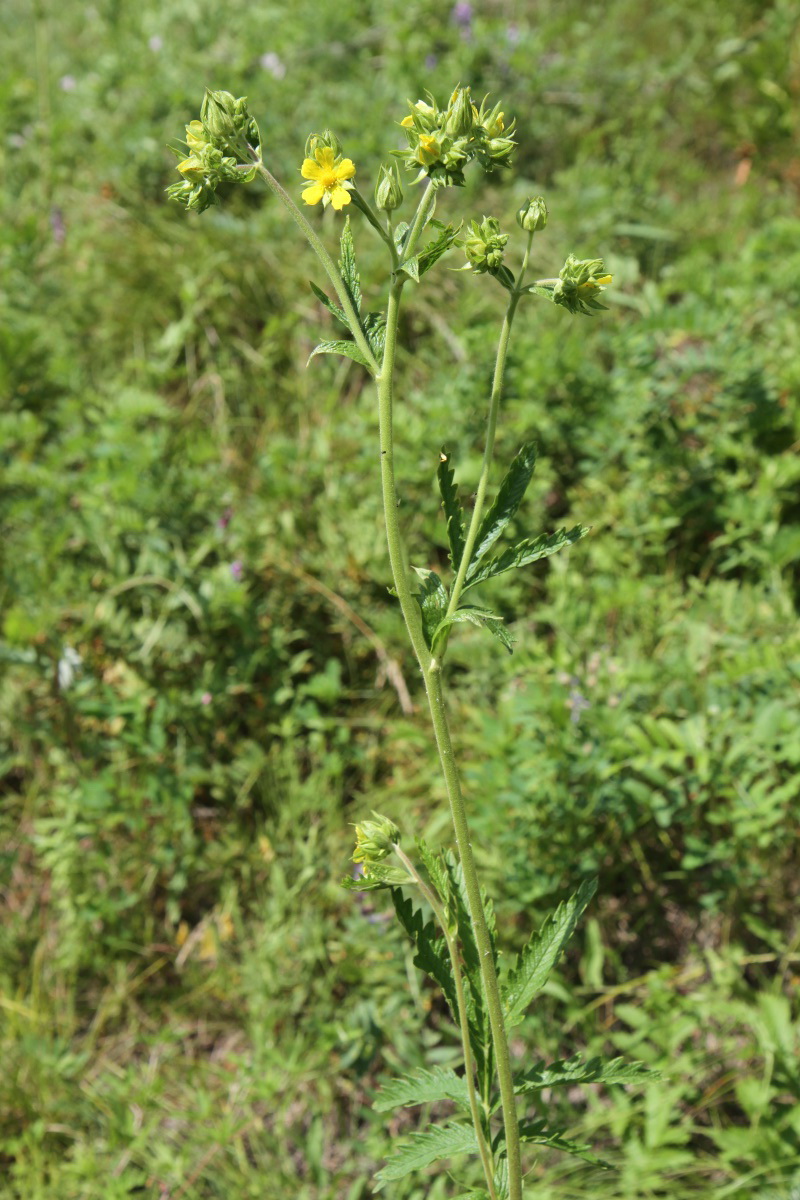 Изображение особи Potentilla longifolia.