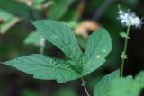 Filipendula ulmaria