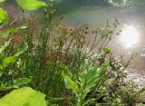 Juncus articulatus