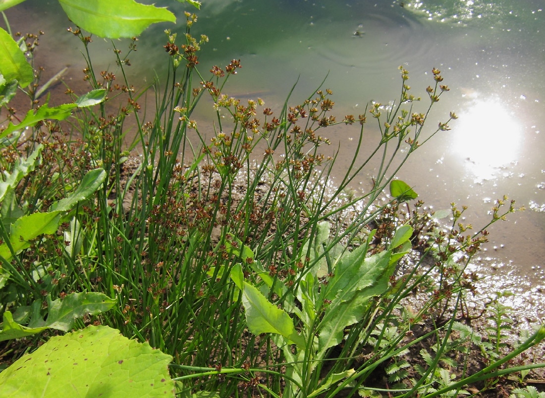 Изображение особи Juncus articulatus.