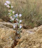 Campanula coriacea