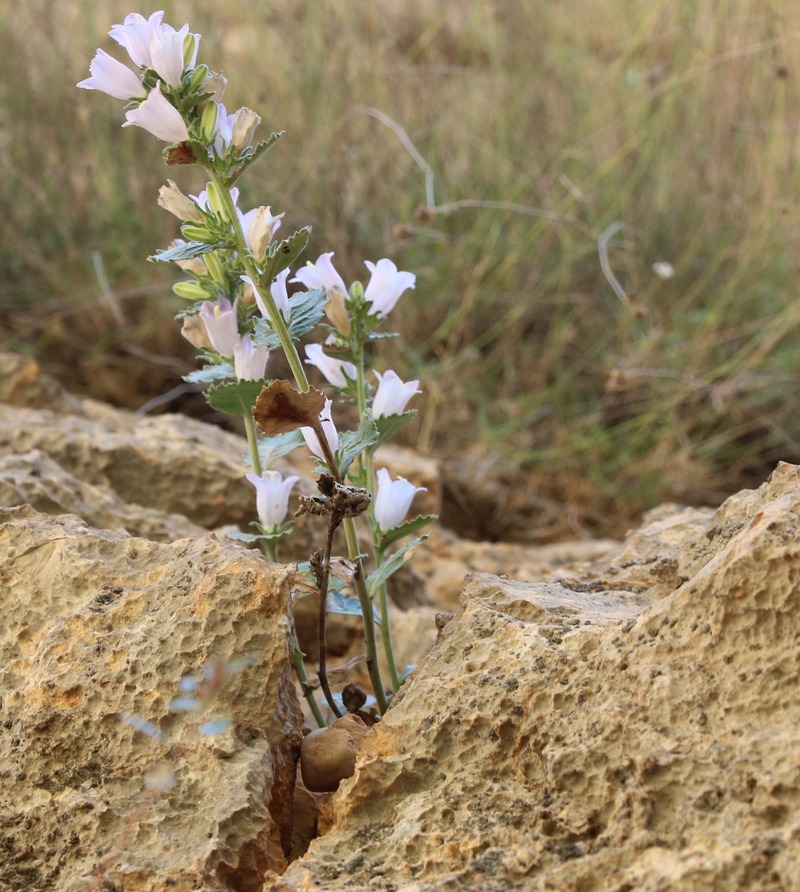 Image of Campanula coriacea specimen.