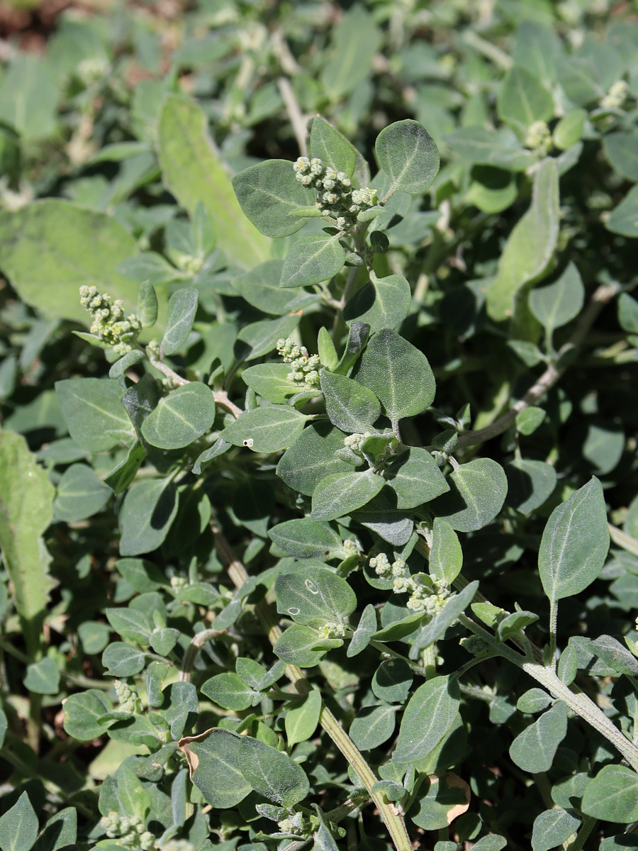 Image of Chenopodium vulvaria specimen.